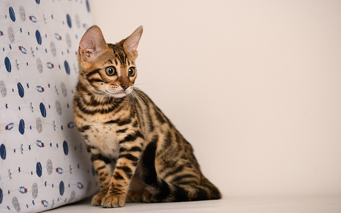 Bengal kitten for sale